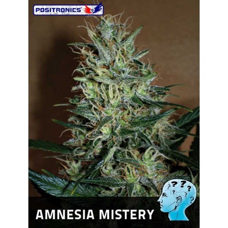 Amnesia Mistery (10uni)
