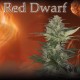 Red Dwarf (5uni)
