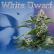 White Dwarf (5uni)