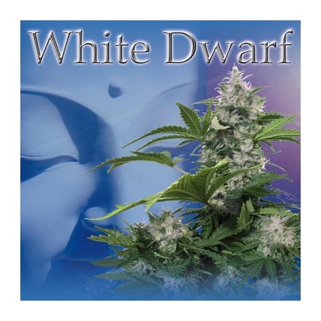 White Dwarf (5uni)
