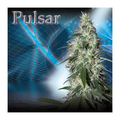 Pulsar (5uni)