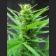 ELFO (JackHerer-AUTO)