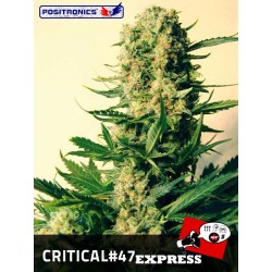 Critical47 express