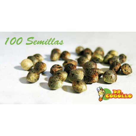 Pack de 100 Semillas a Granel Autoflorecientes