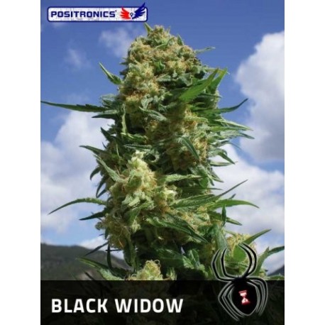 Black Widow (10uni)