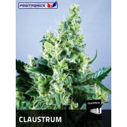 Claustrum (10uni)
