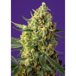 Crystal Candy XL Auto® (SWS87)