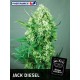 Jack Diesel (10uni)