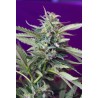 S.A.D. Auto