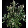 Auto White Widow