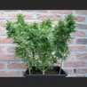 Nibelungo (Auto)