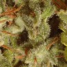 Collection pack Sativa champions (6uni)