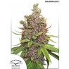 Auto Glueberry O.G.