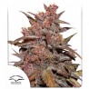 CBD Auto Blackberry Kush®