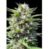 Northern Lights Auto (1uni)