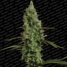 Atomical Haze (10uni)